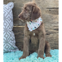 Labradoodle Puppy Noel