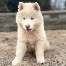 Siberian Husky Puppy Antares