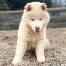 Siberian Husky Puppy Antares