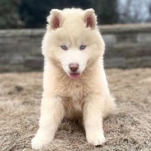 Siberian Husky Puppy Antares