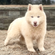 Siberian Husky Puppy Antares