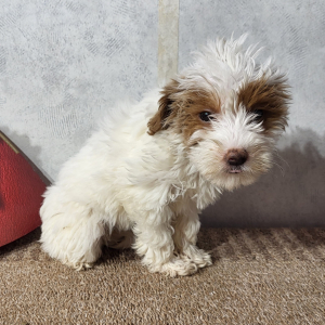 Goldendoodle Puppy Java