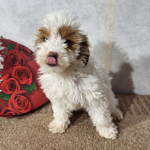 Goldendoodle Puppy Java
