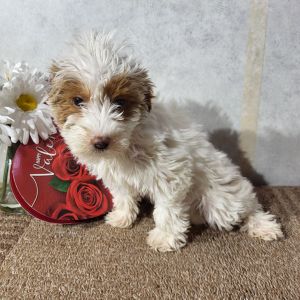 Goldendoodle Puppy Java