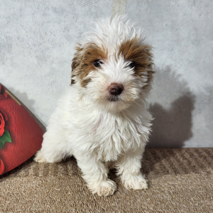 Goldendoodle Puppy Java