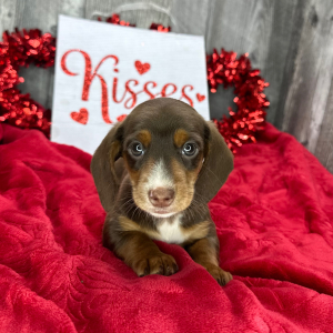Dachshund Puppy Victoria