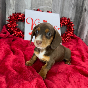 Dachshund Puppy Victoria