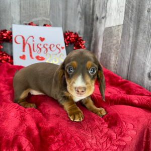 Dachshund Puppy Victoria