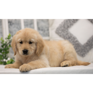 Golden Retriever Puppy Ali