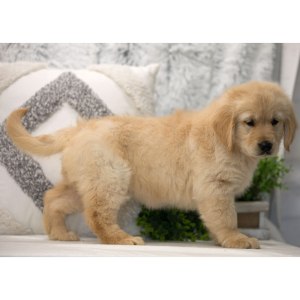 Golden Retriever Puppy Ali