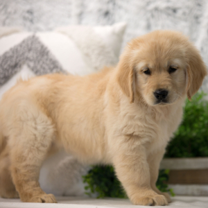 Golden Retriever Puppy Ali