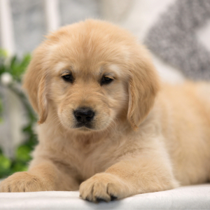 Golden Retriever Puppy Ali