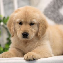 Golden Retriever Puppy Ali