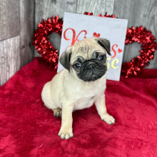 Pug Puppy Charlie