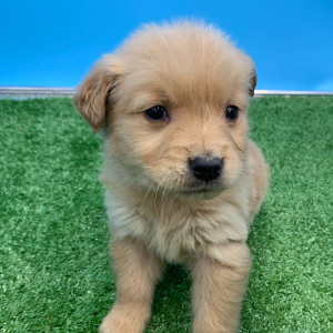 Golden Retriever Puppy Niven