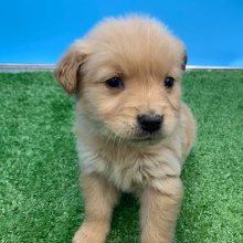 Golden Retriever Puppy Niven