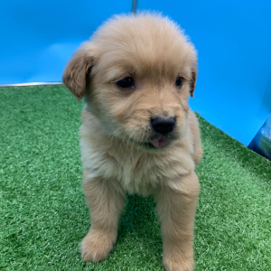Golden Retriever Puppy Niven