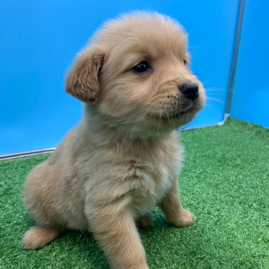 Golden Retriever Puppy Niven