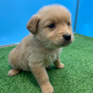 Golden Retriever Puppy Niven