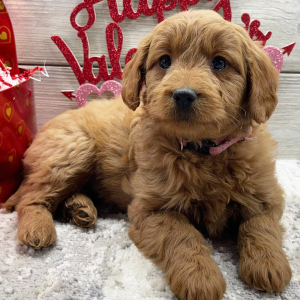 Goldendoodle Puppy Florence