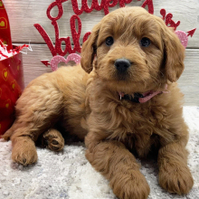 Goldendoodle Puppy Florence