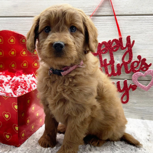 Goldendoodle Puppy Florence