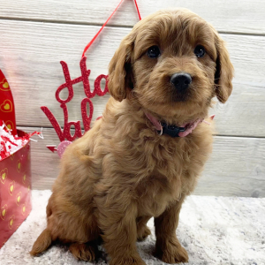Goldendoodle Puppy Florence