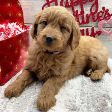 Goldendoodle Puppy Florence