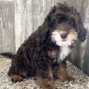 Bernedoodle Puppy Samson