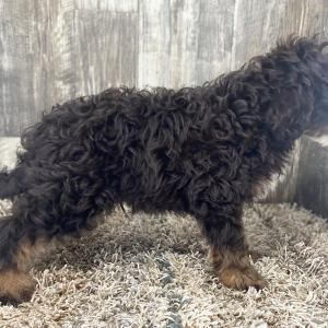 Bernedoodle Puppy Samson