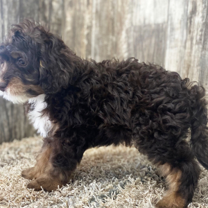 Bernedoodle Puppy Samson