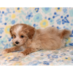 Maltipoo Puppy Torry