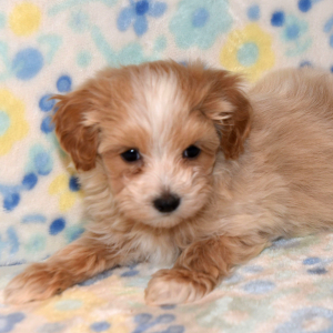 Maltipoo Puppy Torry