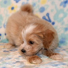 Maltipoo Puppy Torry