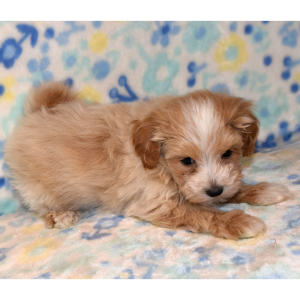 Maltipoo Puppy Torry