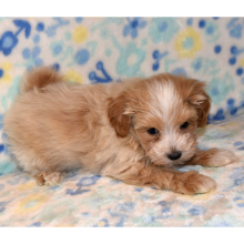 Maltipoo Puppy Torry