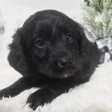 Labradoodle Puppy Sugar