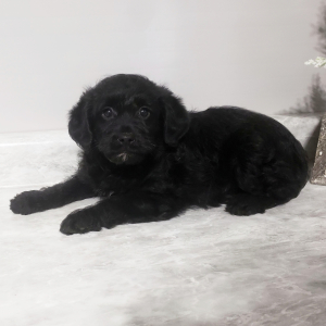 Labradoodle Puppy Sugar