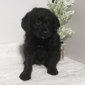 Labradoodle Puppy Sugar