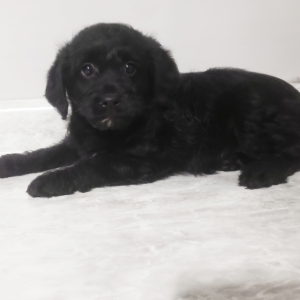 Labradoodle Puppy Sugar