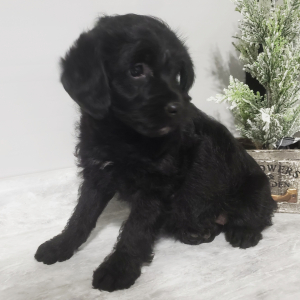 Labradoodle Puppy Sugar