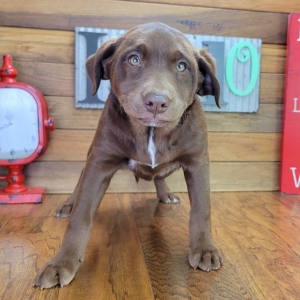 Aussiedor Puppy Cookie