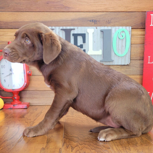 Aussiedor Puppy Cookie