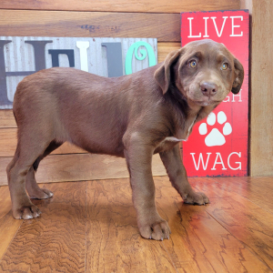 Aussiedor Puppy Cookie