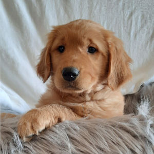 Golden Retriever Puppy Lexie