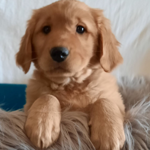 Golden Retriever Puppy Lexie