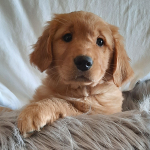 Golden Retriever Puppy Lexie