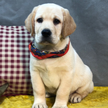 Labrador Retriever Puppy Rain