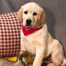 Labrador Retriever Puppy Rain