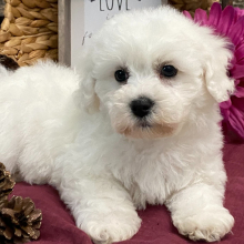 Bichon Frise Puppy Aspen